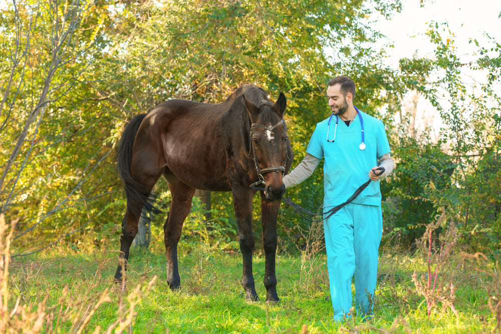 Can Horses With Laminitis Have Prednisolone?