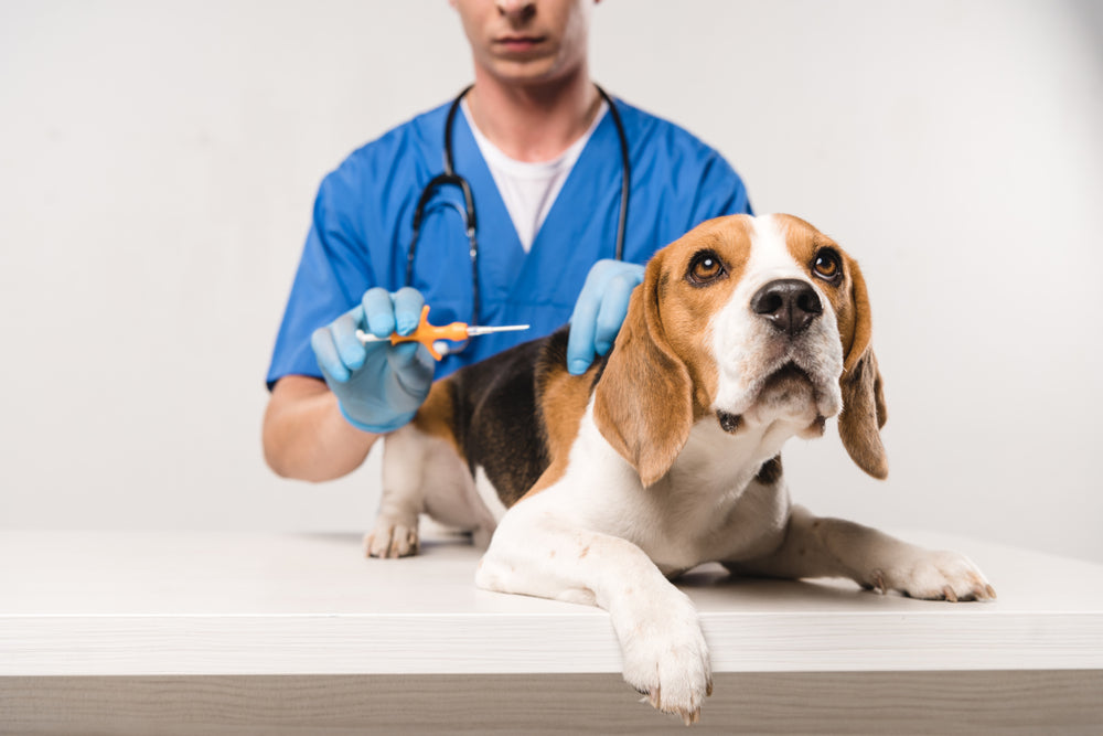 Levetiracetam (Keppra®) for Dogs and Cats