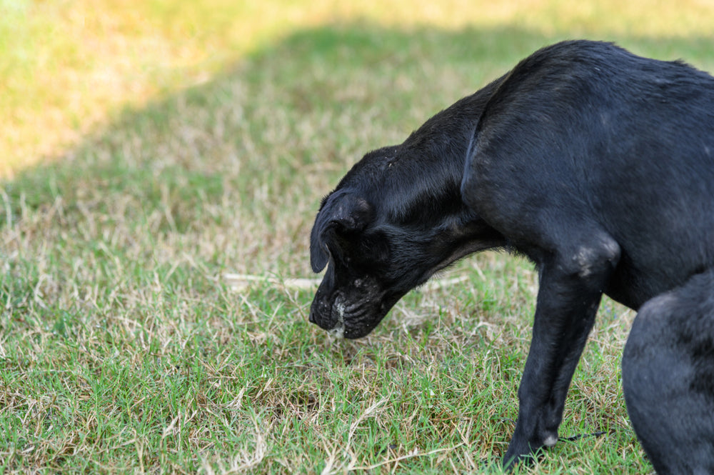 When to Worry About Vomiting in Dogs and Cats