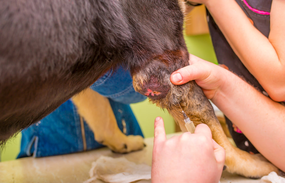 L-Asparaginase for Dogs and Cats