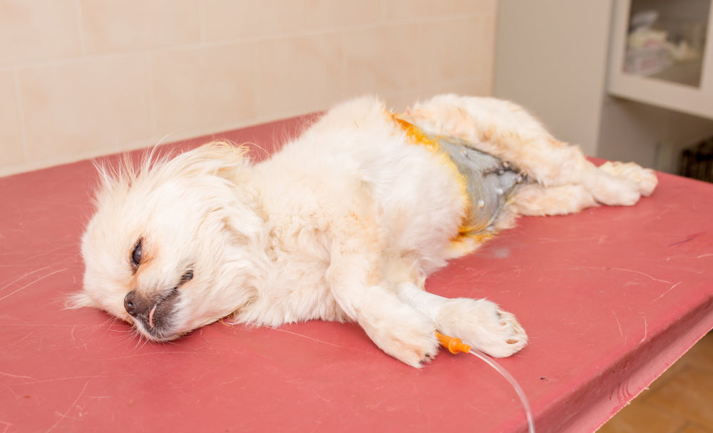 Vet-Approved Guide: 15 of the Best Ways to Maintain Your Pet’s Gut Health 🦠🐾