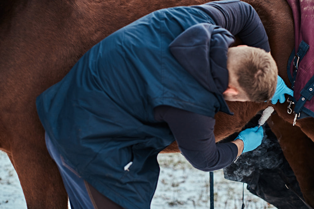 Plant Toxins and Liver Disease in Horses