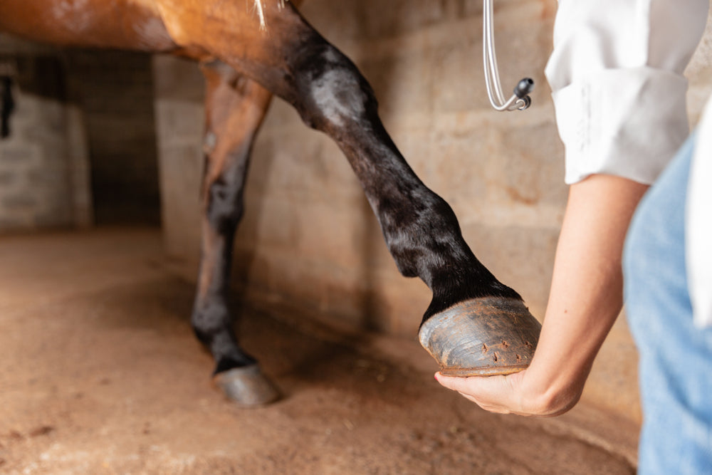 How Healthy Hooves Support Arthritic Joints in Horses