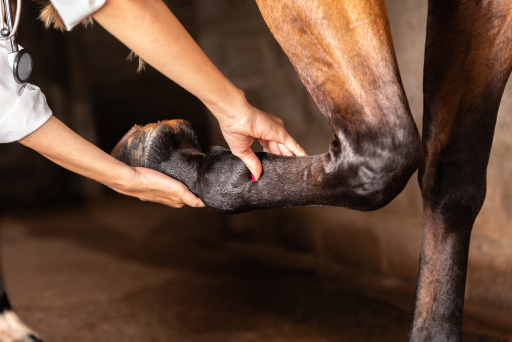 Hives in Horses: What Urticaria Means and When To Call a Vet