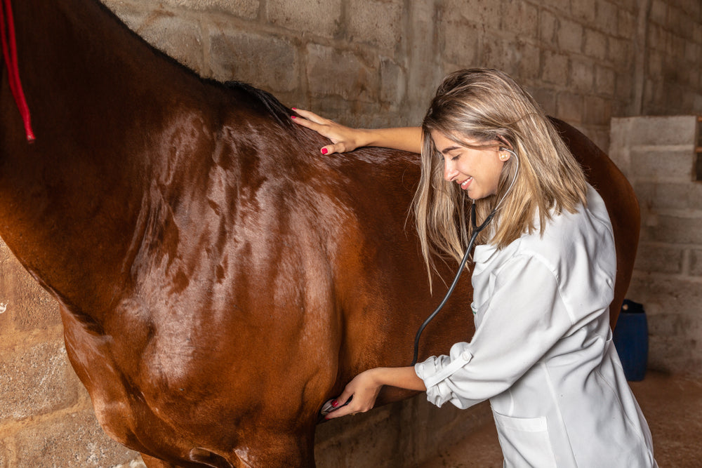 Understanding Equine Stringhalt and How to Help