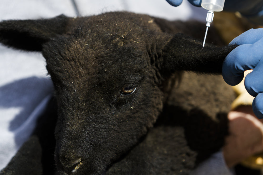 Pneumatic Vaccine Injectors for Sheep and Goats