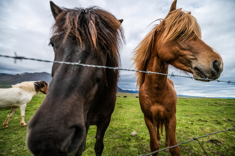Contagious Disease Prevention in Horses: Stable, Travel and Event Biosecurity