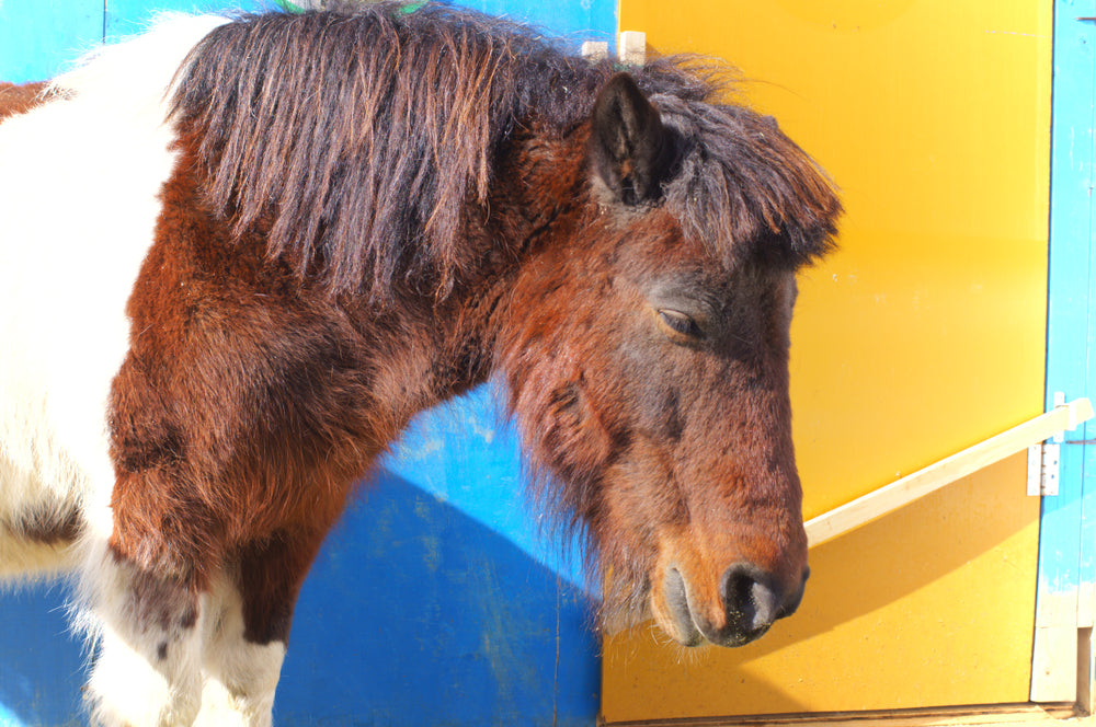 Are High-Starch Feeds Bad for Horses?