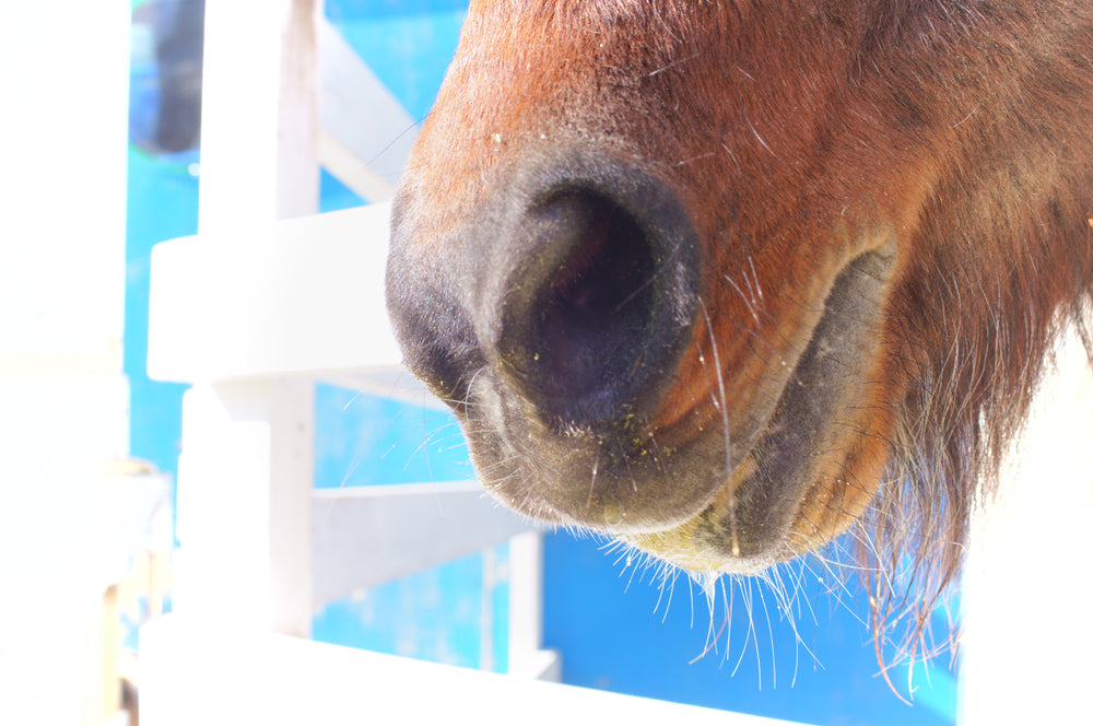 Shivers in Horses: Signs, Diagnosis and Management