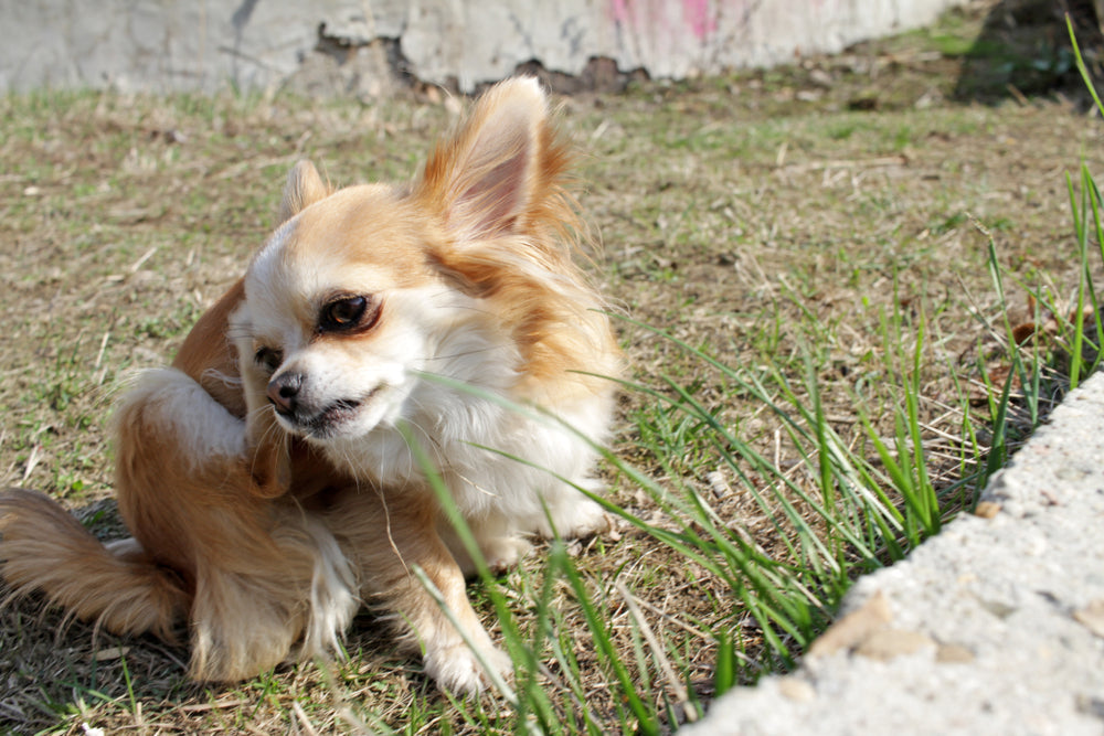 Cetirizine for Dogs