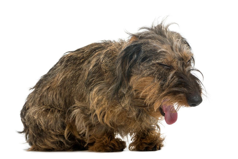 Hydrocodone for Dogs
