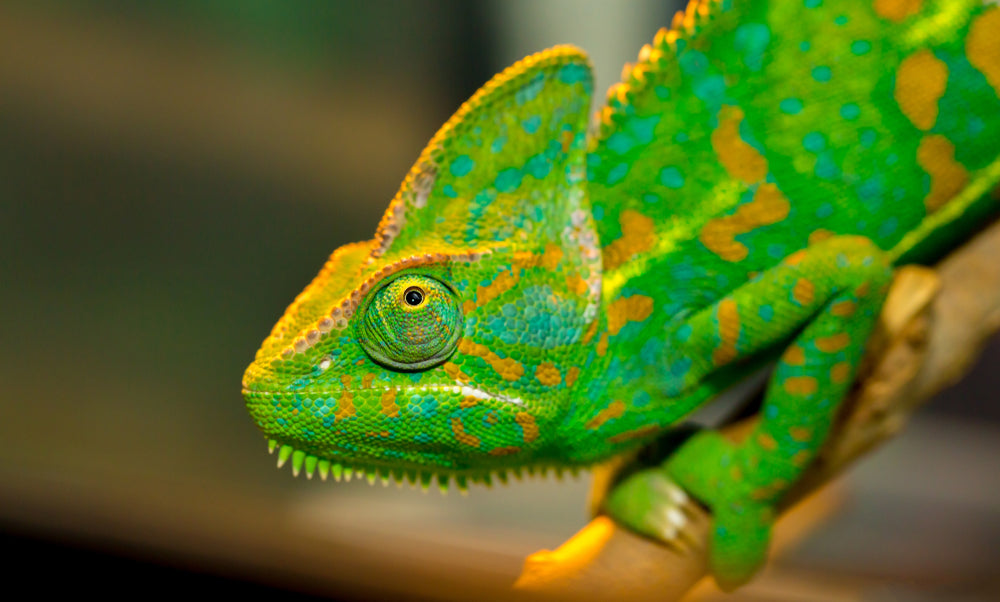 Cloacal Prolapse in Reptiles: A Vet’s 2025 Emergency Guide to Treatment & Prevention 🐍🚨 | Dr Duncan Houston BVSc