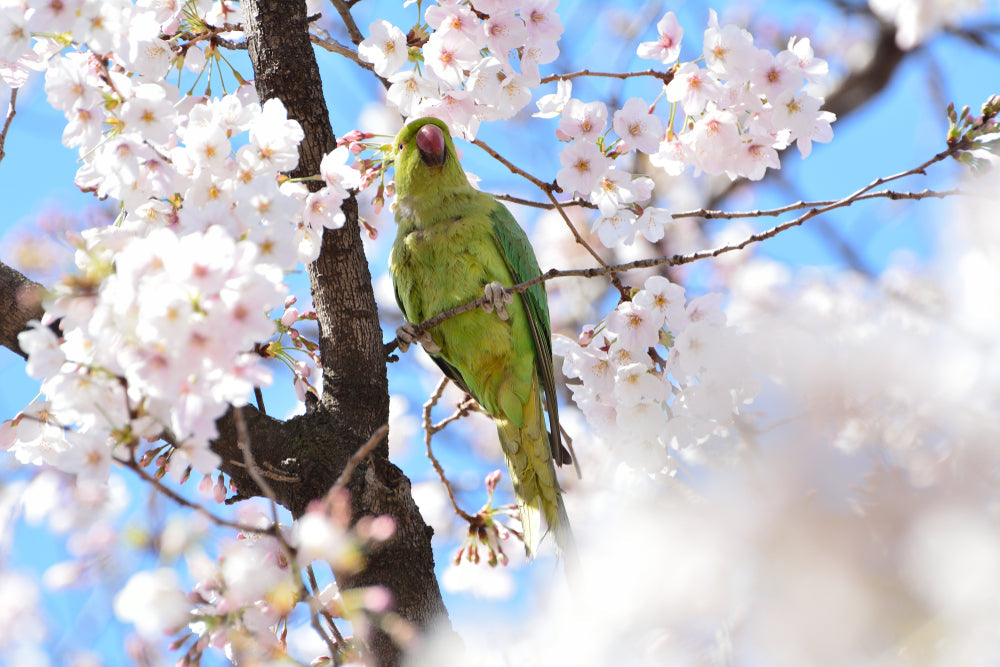 Feather Picking in Parrots