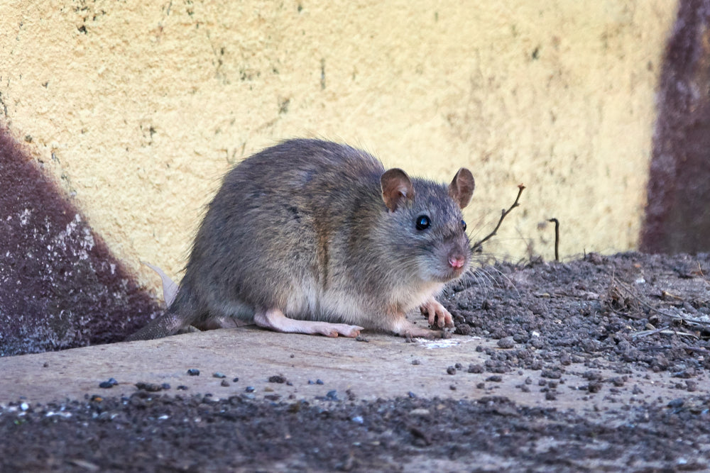Dog Ate Rat Poison? What to Do Immediately (Dogs and Cats Guide)