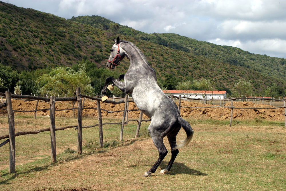 Moon Blindness in Horses: Equine Recurrent Uveitis Signs and Treatment