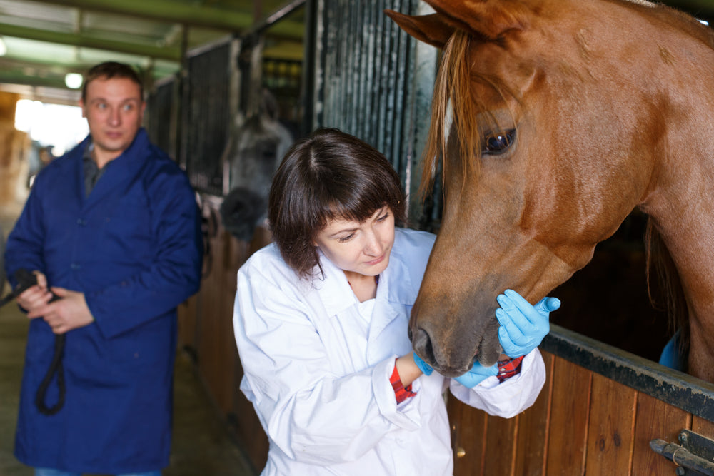 Why Some Omeprazole Products Do Not Work For Horse Ulcers