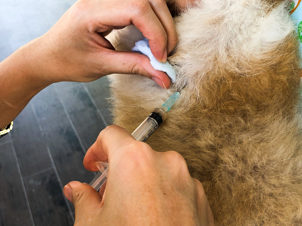 Do Subcutaneous Fluids Really Make a Difference for Pets?