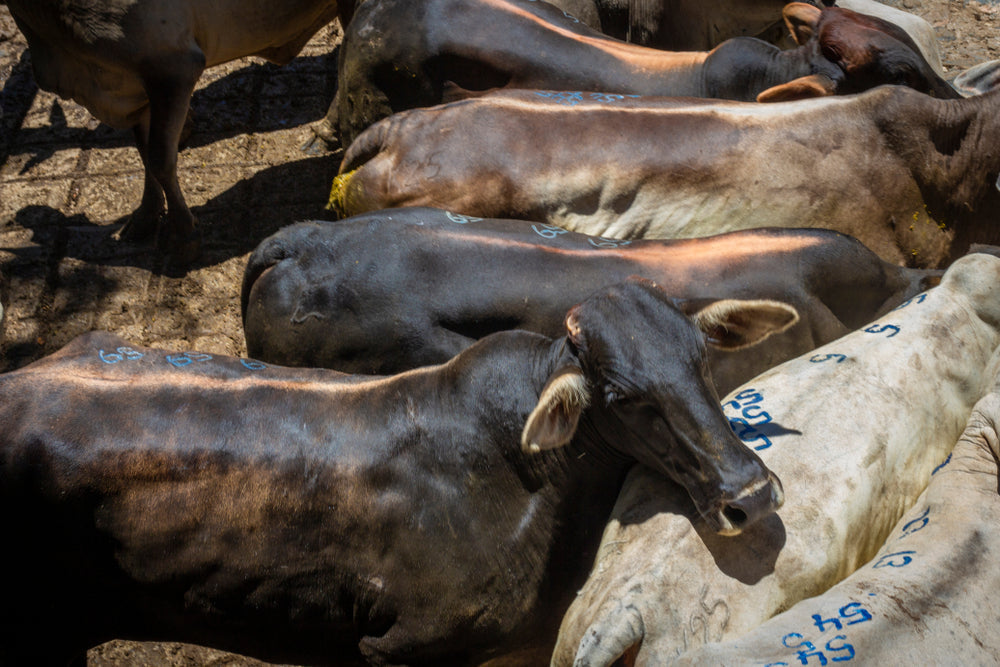 Supplying Water Needs for Beef Cattle