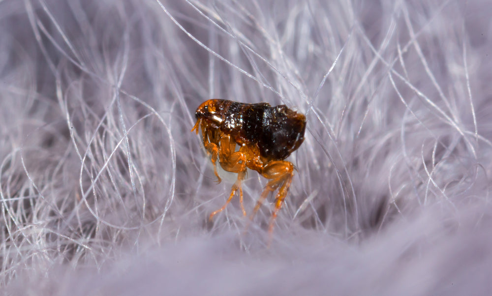 Plague in Pets and People: What You Need to Know