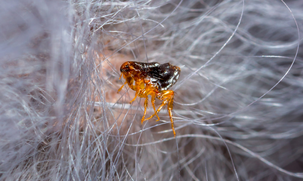 Spot-On Flea and Tick Product Reactions