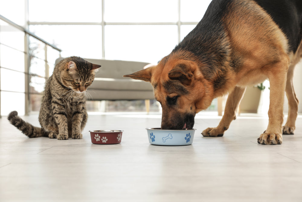 Loperamide (Imodium®) for Dogs and Cats