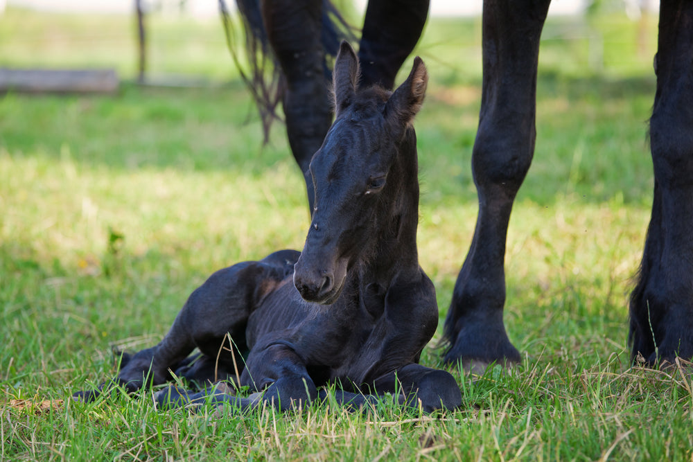 Dummy Foal Syndrome: Signs, Treatment and Prognosis
