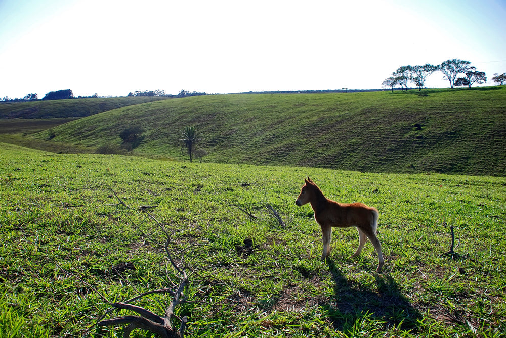 Foal Digestion From Birth to Weaning: What Is Normal and When To Worry