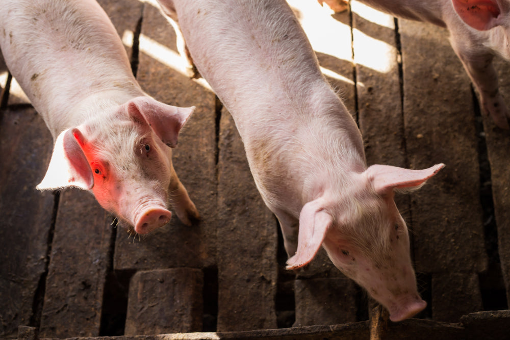 Pig Housing Guide
