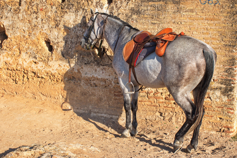 Can a Single Bell Boot Improve Horse Hindlimb Asymmetry?