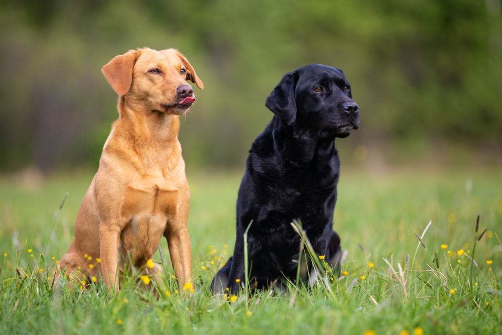🧠🐾 Why and How to Add Enrichment to Your Dog’s Life 🐶✨