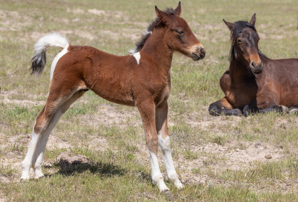 Dummy Foal Syndrome: Signs, Emergency Care, and Recovery