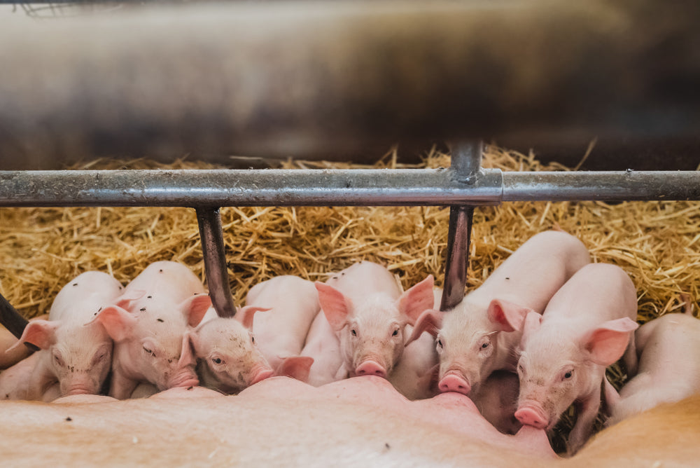 Improve Piglet Birth Weight
