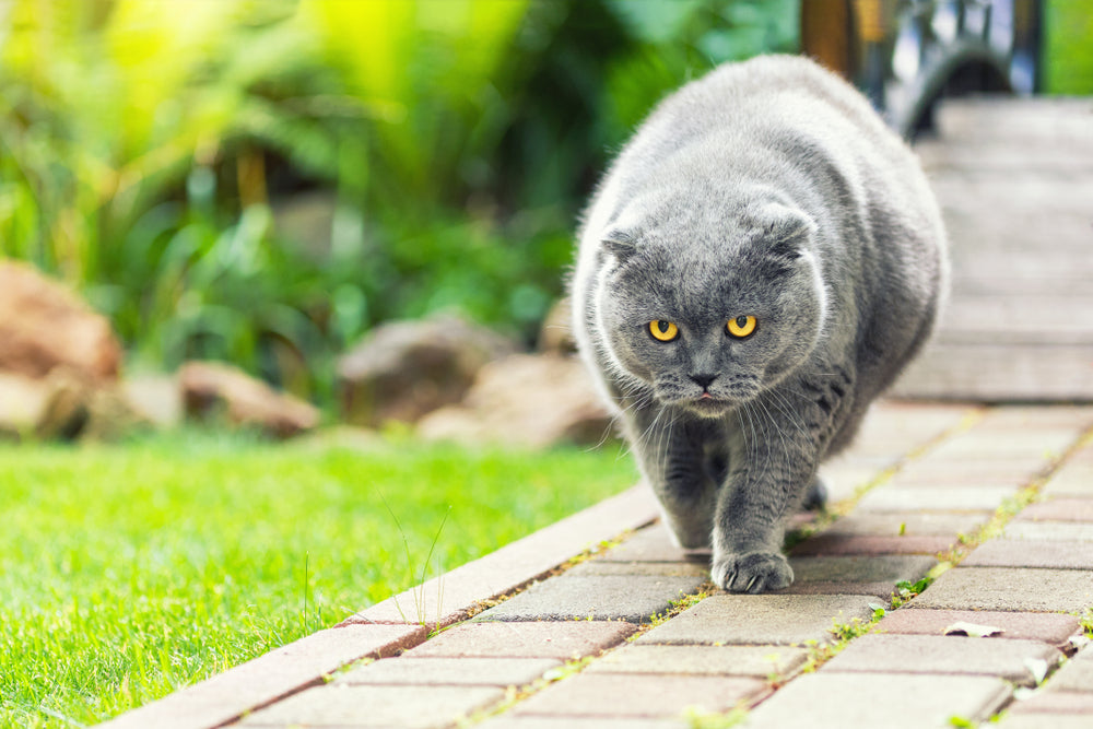 How to Help an Overweight Cat Lose Weight Safely
