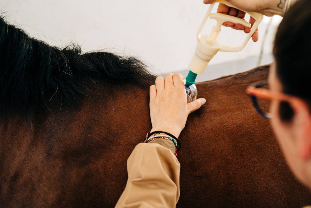 Can Acupuncture Help Laminitic Horses?