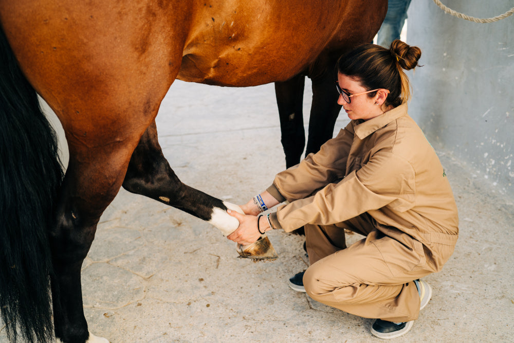 Should You Use Heat or Cold for a Horse Tendon Injury?