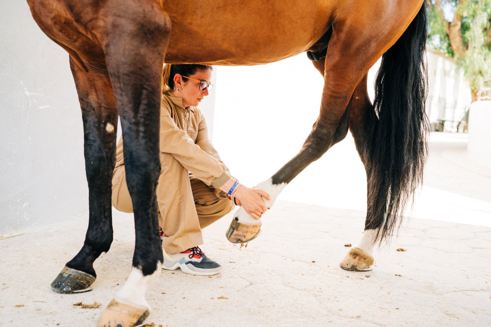 Can Long Hind Toes Cause Hip Pain in Horses?