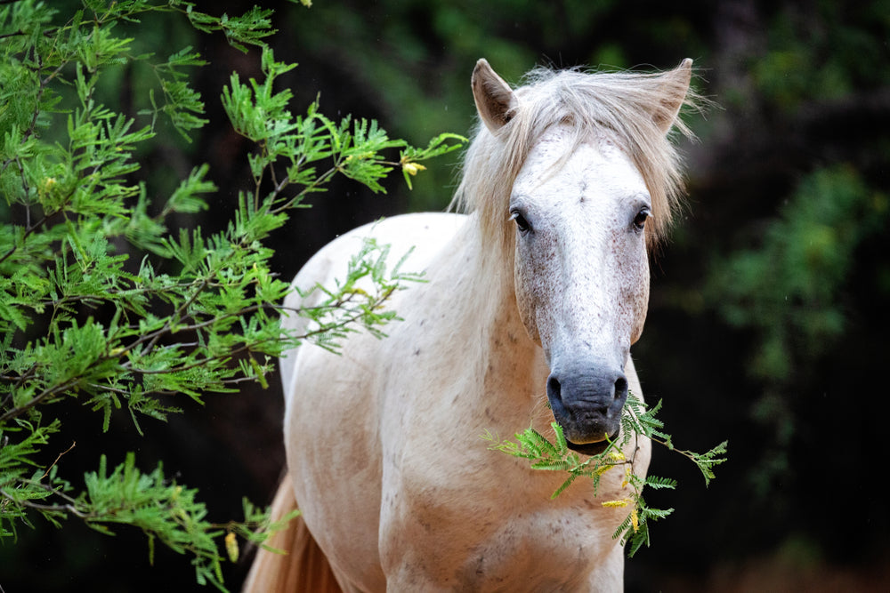 Meals and the Horse’s Intestinal Tract: Vet Nutrition Insights for 2025