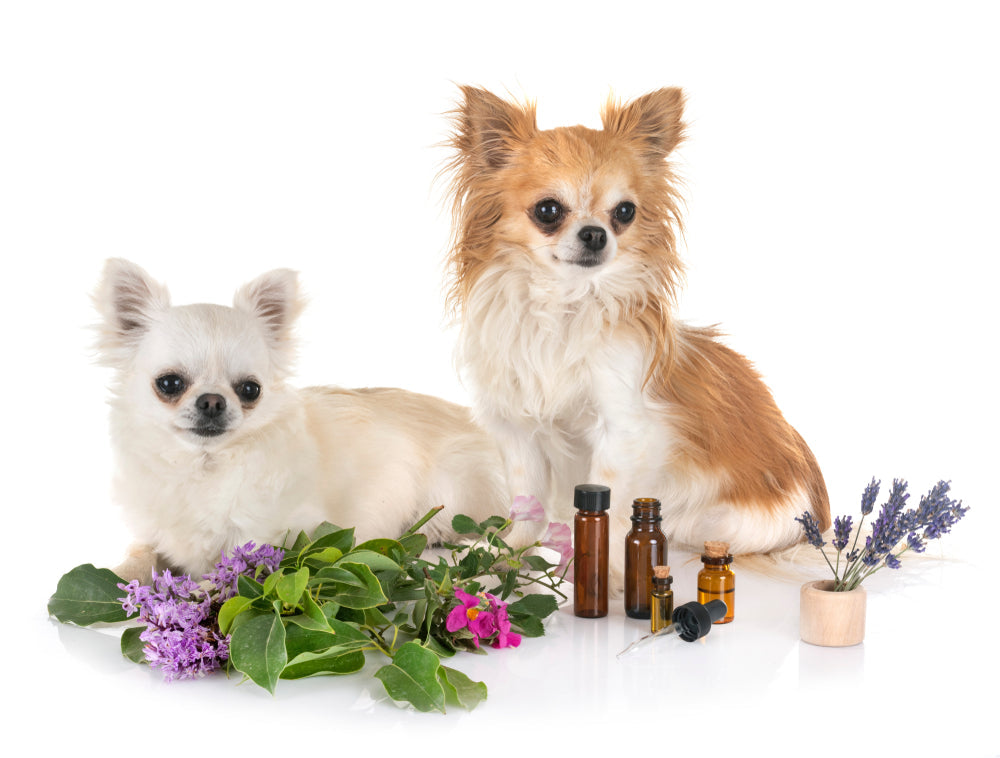 New Puppy Health Essentials: What Every Owner Needs to Know 🐶✨