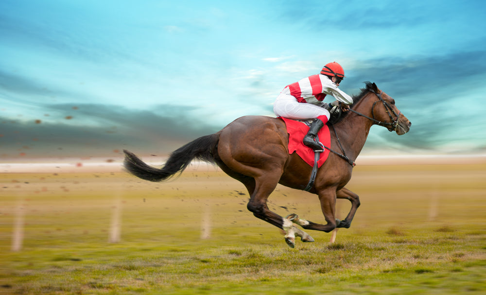Phenylbutazone and Fatal Injuries in Racehorses