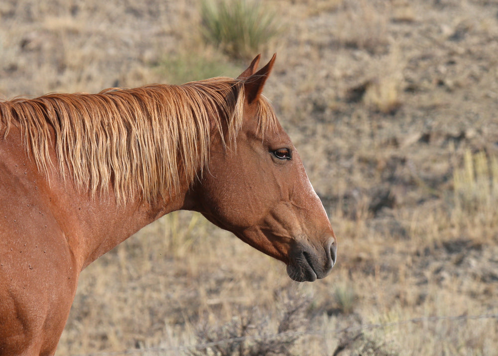 Why Do Horses Sweat and Foam?