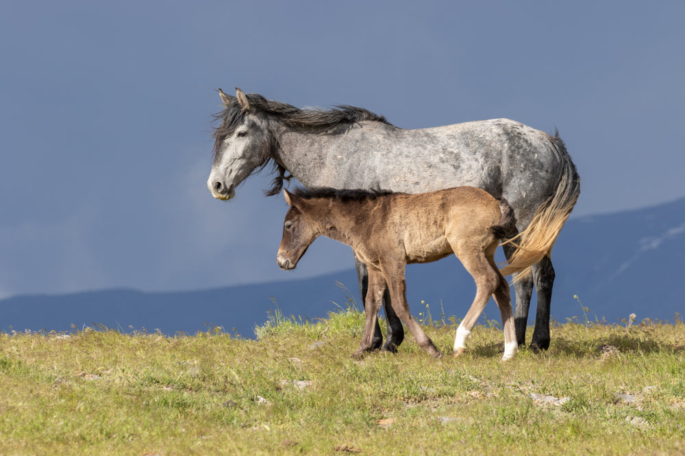 Breeding an Older Maiden Mare: Fertility Problems, Uterine Fluid and Treatment Options