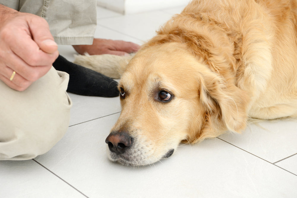 🧡🐾 Types of Liver Disease in Dogs and Cats and the Best Treatment Options 🐶🐱