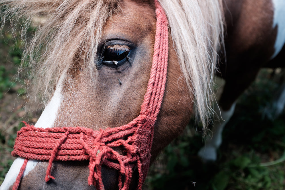 Why Is My Horse’s Eye Watering?