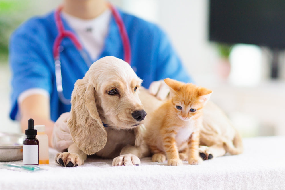 Mirtazapine for Dogs and Cats
