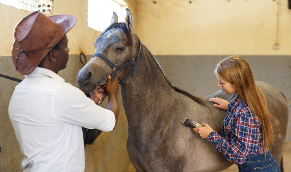 Tooth Extraction in Horses: Infection Risks, Recovery and Warning Signs