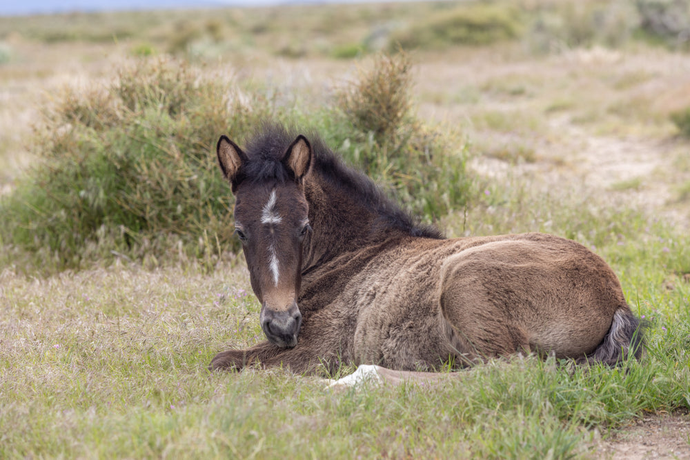 How to Care for an Orphan Foal: Colostrum, Milk Feeding and Foster Mares