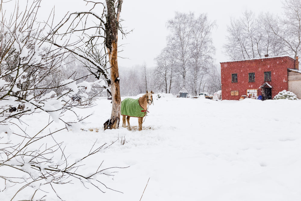 Blanketing Horses in Winter Without Overdoing It