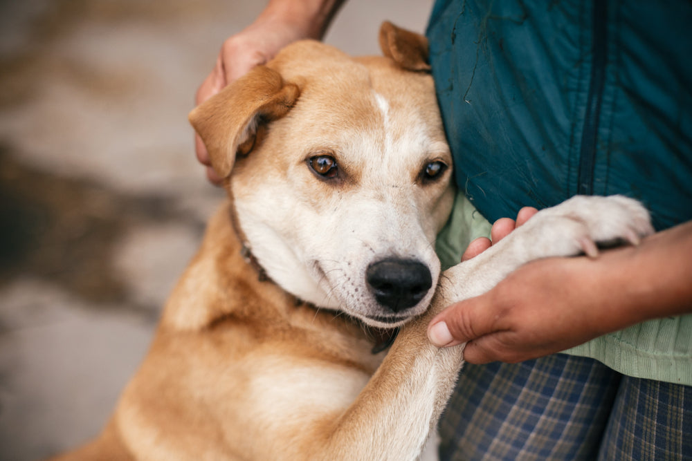 Signs of Arthritis in Pets: A Vet Guide to Natural Support and Pain Relief 🐶🐱 | Dr Duncan Houston