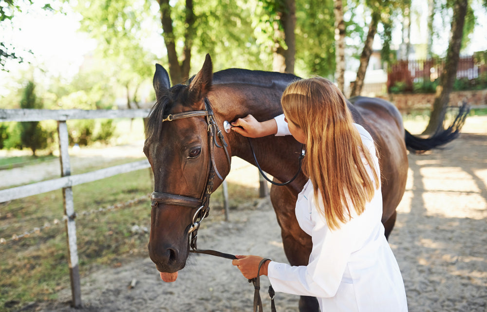 Equine Coronavirus in Horses: Symptoms, Spread and Isolation