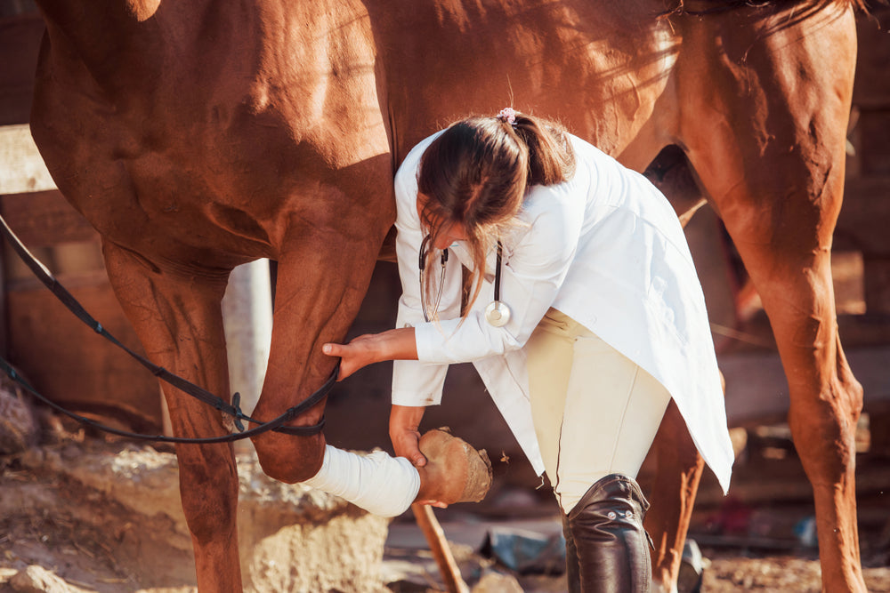 Right Dorsal Colitis in Horses from Bute: Signs, Risks, and What To Do